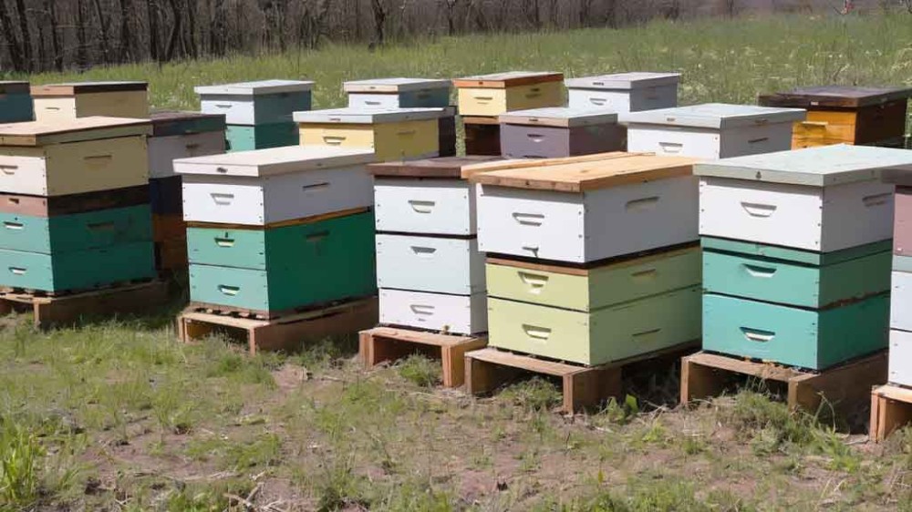 Kiedy rojenie się pszczół jest dobre, a kiedy nie?